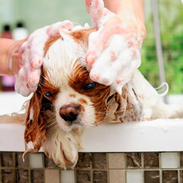 Dog Shampoo, Conditioner & Cologne