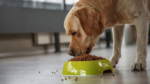 The Importance of Proper Nutrition for Dogs and Cats: A Guide for Pet Owners
