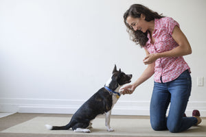 A Comprehensive Guide to Training Your Puppy at Home