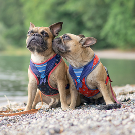 Dog Collars & Harnesses