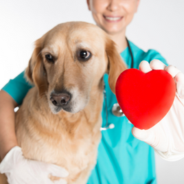 Dog Health Products