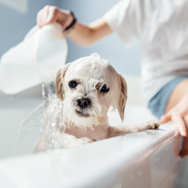 Dog Hygiene