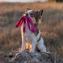 Dog Leashes