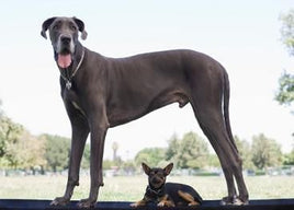Extra Large Dog Grooming