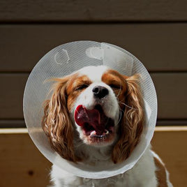 Behavioural Aids for Dogs