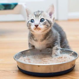 Wet Cat Food