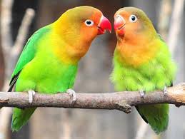 Birds