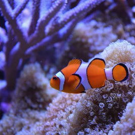 Aquatic
