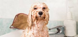 Dog Grooming