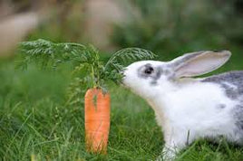 Rabbit, Hamsters, Guinea Pigs Etc.