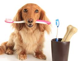 Grooming Add On Services