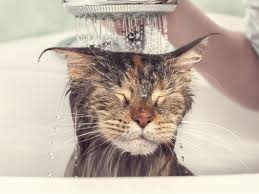 Cat Grooming