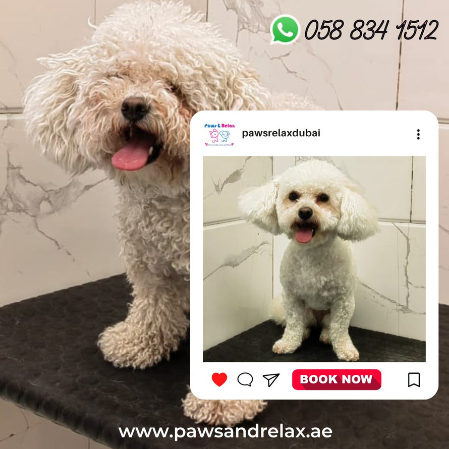 Online dog shop near me cheap