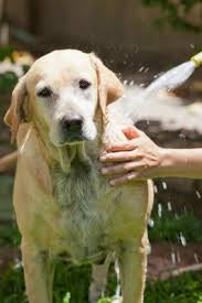 LARGE DOG MEDICATED BATH-