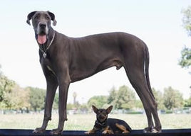 EXTRA LARGE DOG FULL GROOM.
