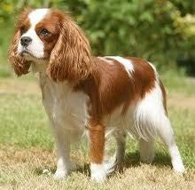 MEDIUM DOG BASIC GROOM-