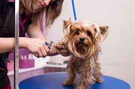 SMALL DOG DESHEDDING & BATH.